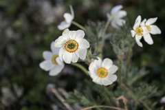 Anemone parviflora