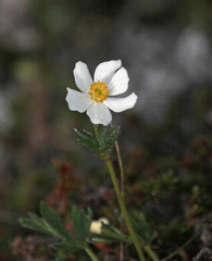 Anemone parviflora