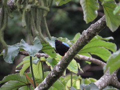 Chiroxiphia linearis