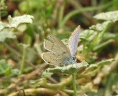 Cupido amyntula