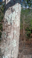 Pittosporum viscidum