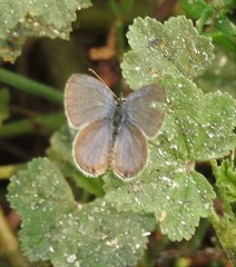 Cupido amyntula
