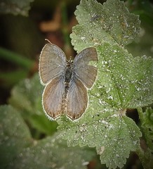Cupido amyntula