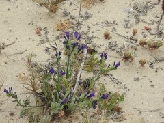 Echium sabulicola