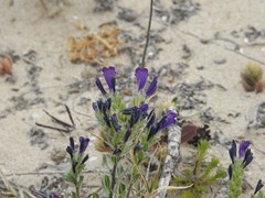 Echium sabulicola