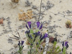 Echium sabulicola