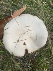 Agaricus