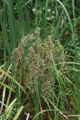 Scirpus pedicellatus