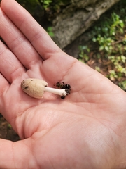 Coprinopsis variegata