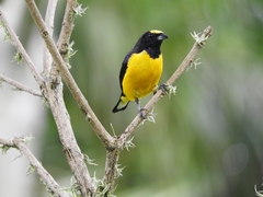 Euphonia chlorotica