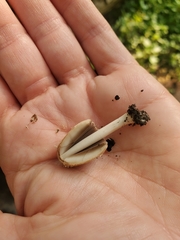 Coprinopsis variegata