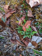 Prunella vulgaris vulgaris