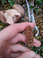 Prunella vulgaris vulgaris
