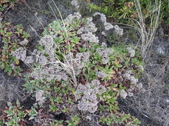 Limonium nydeggeri