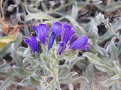 Echium sabulicola