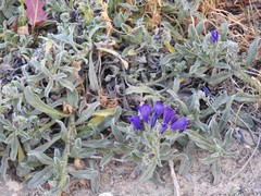 Echium sabulicola