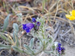 Echium sabulicola