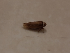 Sordana sordida