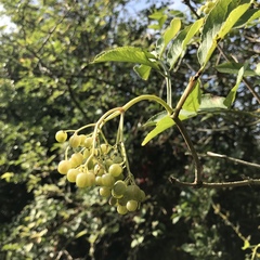 Sambucus nigra
