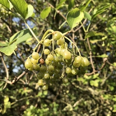 Sambucus nigra