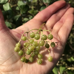 Sambucus nigra