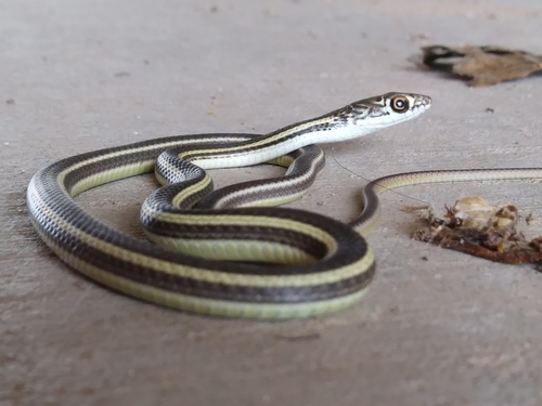 Striped Whipsnake