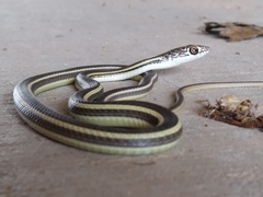 Striped Whipsnake photo 3