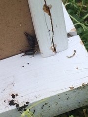 Forficula auricularia