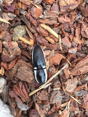 Chalcolepidius apacheanus