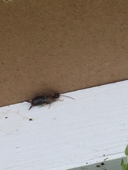 Forficula auricularia