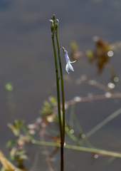 Lobelia dortmanna