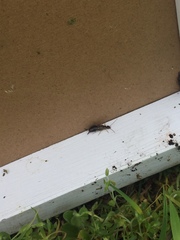 Forficula auricularia