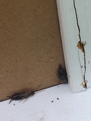 Forficula auricularia