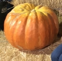 Cucurbita maxima maxima