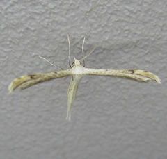 Lioptilodes albistriolatus