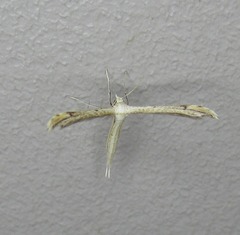 Lioptilodes albistriolatus