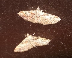 Mnesiloba eupitheciata