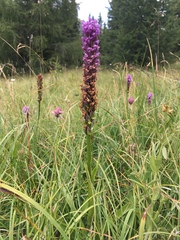 Gymnadenia