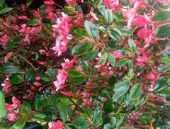 Brachyotum strigosum