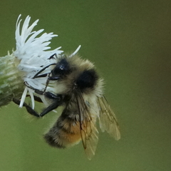 Bombus ternarius