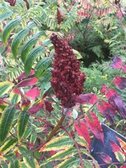 Rhus × borealis