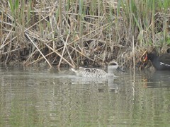 Marmaronetta angustirostris