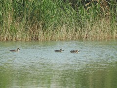 Marmaronetta angustirostris