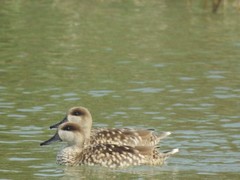 Marmaronetta angustirostris