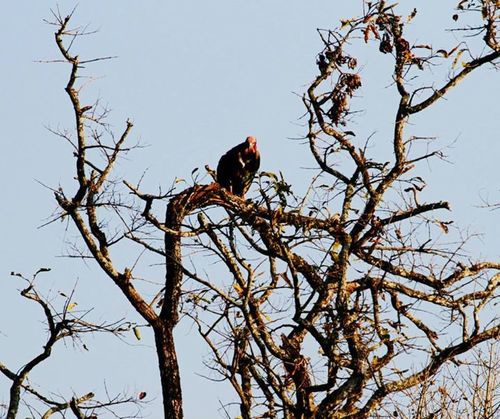Sarcogyps calvus