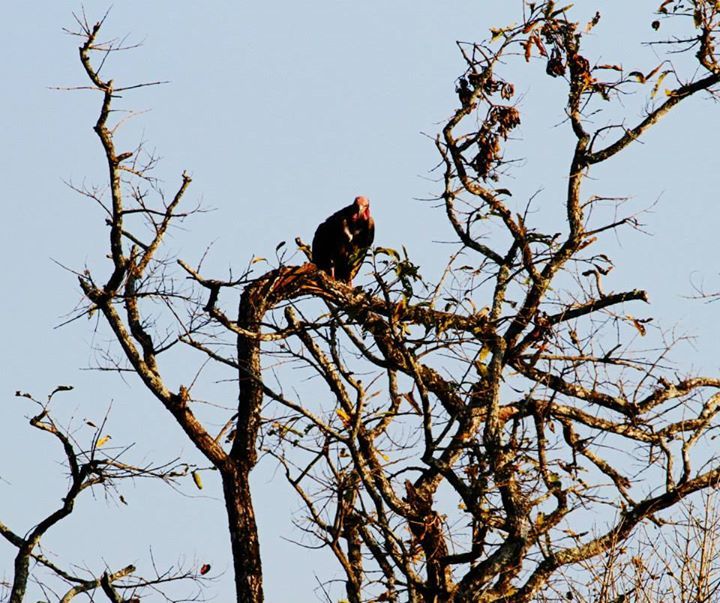 Red-headed Vulture