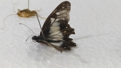 Catasticta nimbice