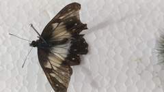 Catasticta nimbice