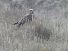 Circus aeruginosus