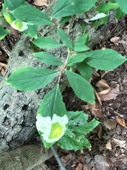 Leucanthiza dircella
